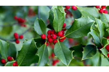 La Pro Loco invita al Pranzo degli Auguri