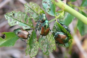 Popillia Japonica- Piano d'azione 2026 per i Comuni ricadenti in zona infestata